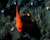 Trimma benjamini (Ringeye Pygmygoby)