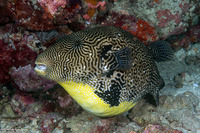 Arothron mappa (Map Puffer)