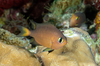 Chromis atripes (Darkfin Chromis)