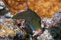 Canthigaster papua (Papuan Toby)