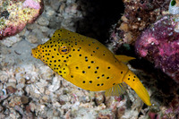 Ostracion cubicum (Yellow Boxfish)