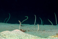 Heteroconger hassi (Spotted Garden Eel)