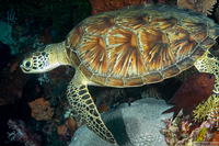 Chelonia mydas (Green Sea Turtle)