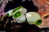 Didemnum molle (Urn Ascidian)