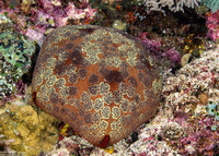 Culcita novaeguineae (Cushion Star)