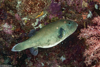 Arothron caeruleopunctatus (Blue-Spotted Puffer)