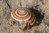 Architectonica modesta (Modest Sundial)