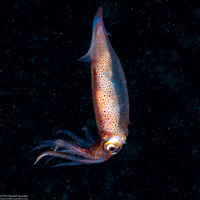 Uroteuthis duvaucelii (Indian Squid)