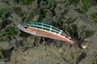 Pterocaesio trilineata (Threestripe Fusilier)