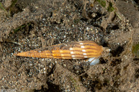 Myurellopsis paucistriata (Lightly-Striated Auger)