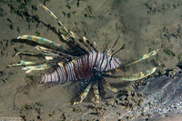 Pterois volitans (Red Lionfish)