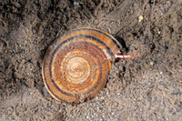 Architectonica modesta (Modest Sundial)