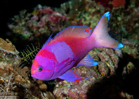 Pseudanthias pleurotaenia (Squarespot Anthias)