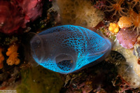 Rhopalaea crassa (Rhopalaea Crassa)