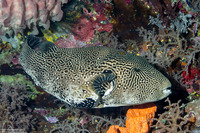 Arothron mappa (Map Puffer)