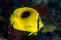 Chaetodon speculum (Oval-Spot Butterflyfish)
