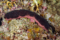 Holothuria edulis (Pinkfish Sea Cucumber)
