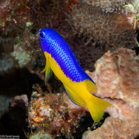 Pomacentrus auriventris (Goldbelly Damsel)