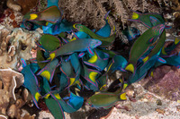 Thalassoma lunare (Crescent Wrasse)