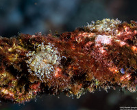 Boloceroides mcmurrichi (Swimming Anemone)