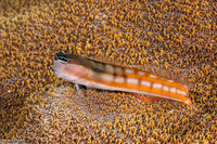 Ecsenius bathi (Bath's Coralblenny)