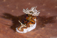 Doriprismatica sp.1 (Doriprismatica sp.1)