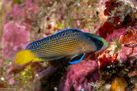 Manonichthys splendens (Splendid Dottyback)