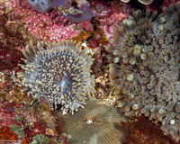 Entacmaea quadricolor (Bubble-Tip Anemone)