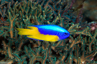 Pomacentrus auriventris (Goldbelly Damsel)