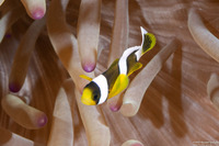 Amphiprion clarkii (Clark's Anemonefish)