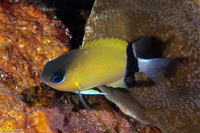 Chromis retrofasciata (Blackbar Chromis)