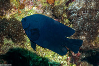 Neoglyphidodon melas (Black Damsel)