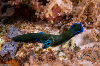 Tambja morosa (Gloomy Nudibranch)