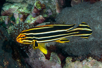 Plectorhinchus polytaenia (Ribbon Sweetlips)