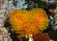 Spirobranchus sp.1 (Christmas Tree Worm)
