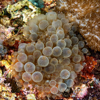 Entacmaea quadricolor (Bubble-Tip Anemone)