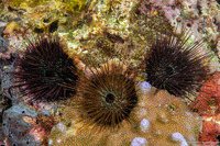 Echinostrephus aciculatus (Needle-Spined Urchin)
