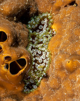 Triactis producta (Girdled Anemone)