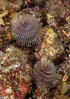 Bispira sp.3 (Bispira sp.3)