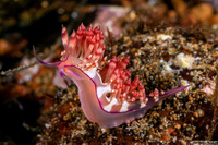 Coryphellina flamma (Flame Coryphellina)