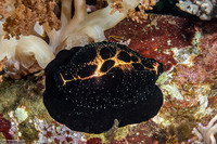 Ovula ovum (Common Egg Cowry)