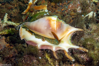 Lambis lambis (Smooth Spider Conch)