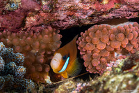 Amphiprion clarkii (Clark's Anemonefish)