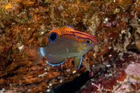 Pomacentrus bankanensis (Speckled Damsel)