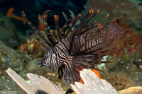Pterois volitans (Red Lionfish)