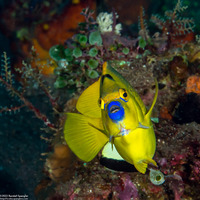 Apolemichthys trimaculatus (Three-Spot Angelfish)
