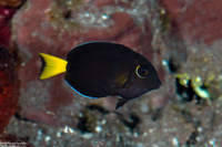 Acanthurus leucocheilus (Pale-Lipped Surgeonfish)