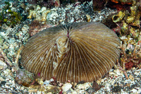 Fungia fungites (Common Mushroom Coral)
