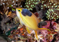 Pseudanthias squamipinnis (Scalefin Anthias)