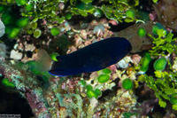 Centropyge fisheri (White-Tailed Pygmy Angelfish)